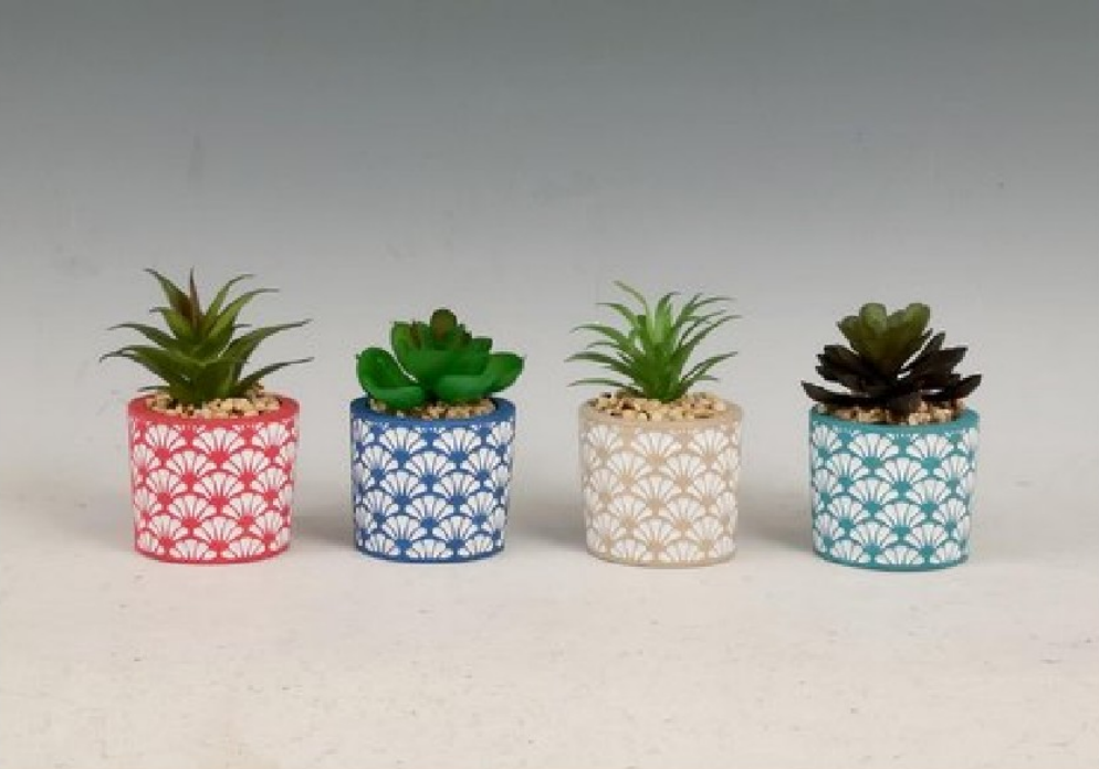 Succulent Pot / Planterted Plants